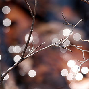 bokeh photography of tree branches