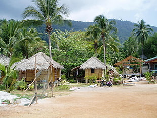 wooden huts surrounded with coconut trees during daytime