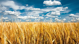 wheat field, nature, landscape, clouds, field HD wallpaper