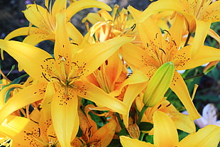 Close-up photography of yellow petaled flowers during daytime
