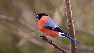 orange and black bird, Bullfinch, birds, twigs, finches