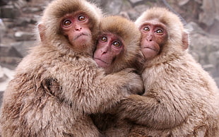 three brown monkey hugging
