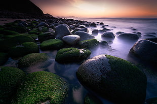gray stone near water with green plants HD wallpaper