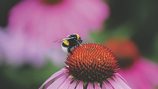 yellow and black bee and pink coneflower