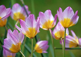 pink-and-yellow Tulips closeup photography HD wallpaper