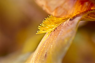 orange flower petal in macro photography
