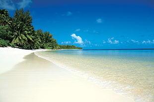 seashore and coconut trees, beach, sand, nature, landscape