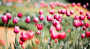 tilt shift lens photography of bed of red tulips