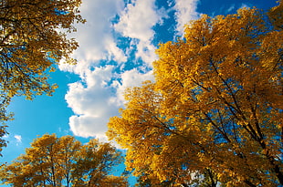 photo of yellow leaf trees HD wallpaper