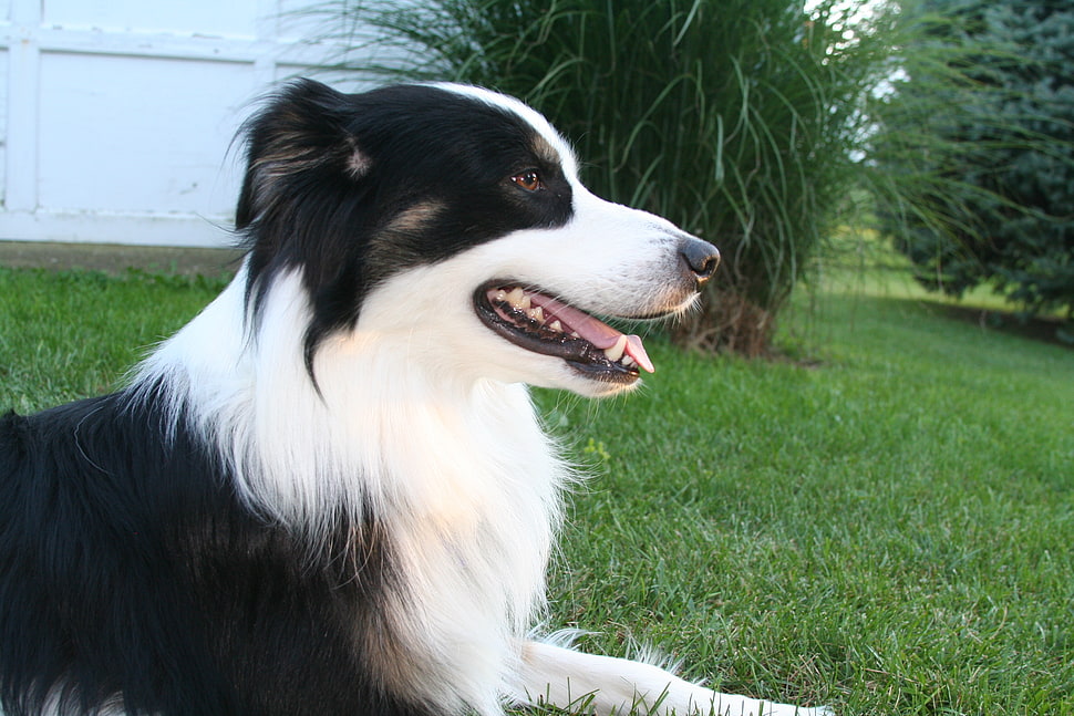 close up photo of long-coated white and black dog on green grass during daytime HD wallpaper
