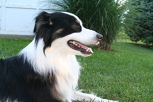 close up photo of long-coated white and black dog on green grass during daytime