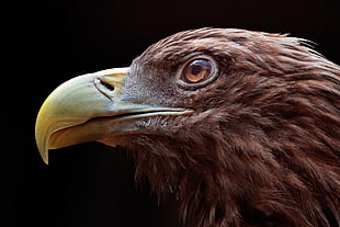 brown eagle head close-up photograph, white-tailed eagle