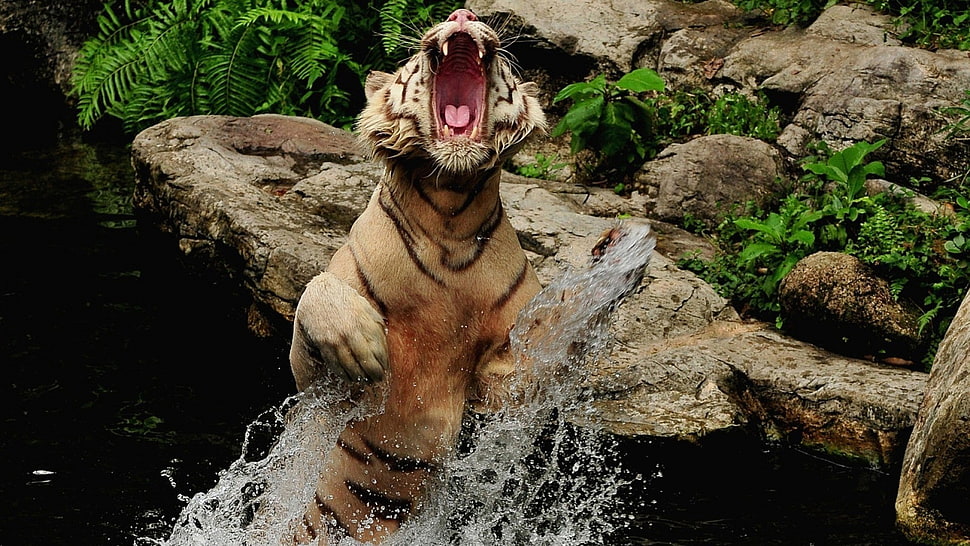 brown tiger, tiger HD wallpaper