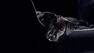 black short coated dog lying on sofa