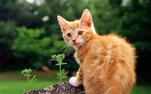 selective focus photography of orange Tabby cat
