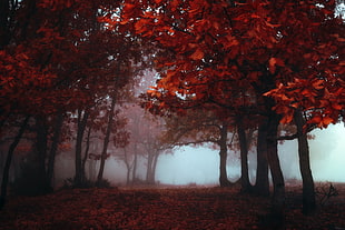 photo of tree with red leaf surrounded by fog