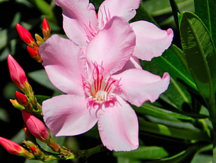 two pink 5-petaled flowers, flowers