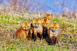 five brown Fox on farm HD wallpaper