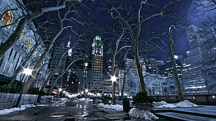 leafless tree, New York City, building, snow, winter