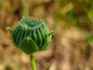 close up photo of green plant