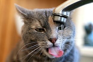 gray cat, drink, water, faucets, animals