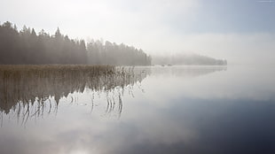 lake near trees with fogs