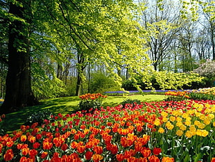 orange and yellow tulip flower field, park, garden, flowers, trees