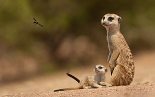 brown-and-white meerkats