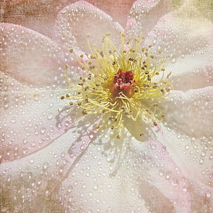close-up photography of white petaled flower with dew drops