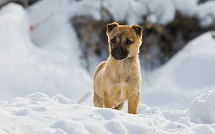 short-coated tan and black puppy stands on snowfield at daytime