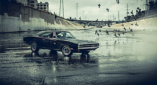 black coupe, Dodge Charger, car, water, birds