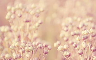 closed up photo of pink and white petaled flower field
