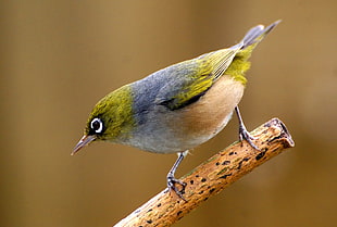 gray and yellow bird perched on brown branch, zosterops lateralis