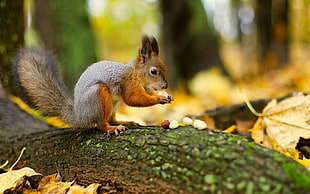 Squirrel holding white nuts while standing on brown wood log during daytime photography
