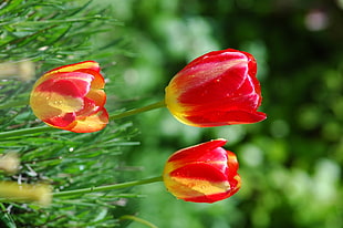 selective focus of three yellow-and-red Tulips flowers