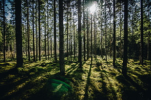 tree lot, forest, green, sunlight, trees