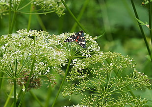 Anna Tiger Moth perched on white flower