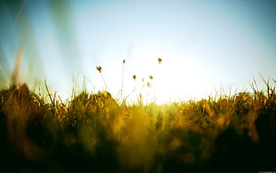 green grass, macro, depth of field, field, sunlight