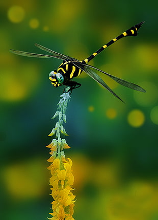 selective focus photography of yellow and black dragonfly on flower bud HD wallpaper