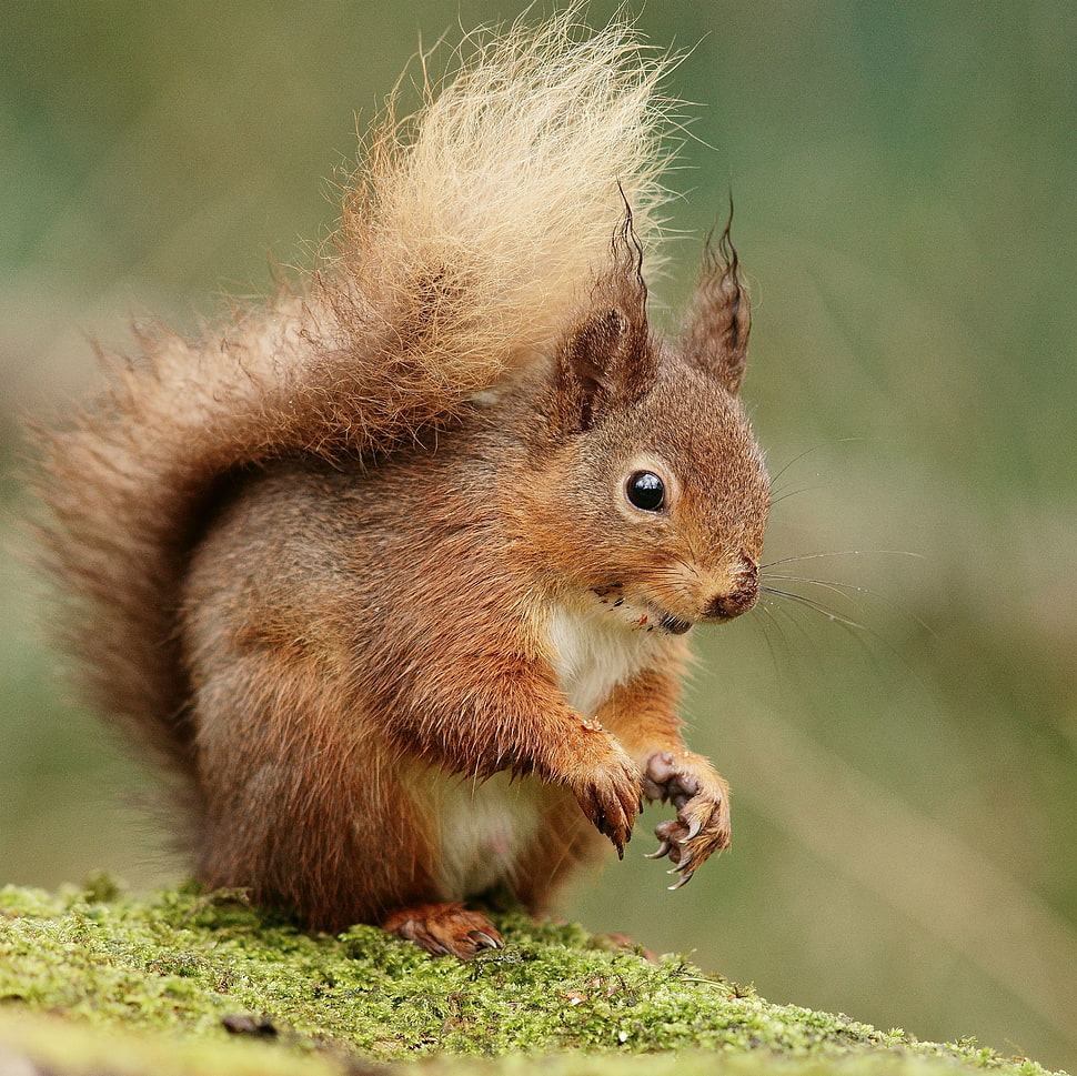 brown squirrel on green grass during daytime HD wallpaper