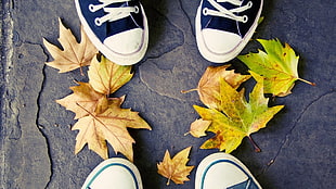 green and brown maple leaf near two pairs of white-and-black low-top sneakers