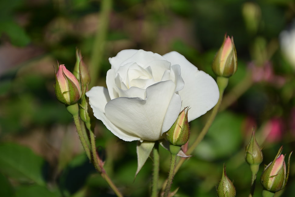 white Rose flower in closeup photography HD wallpaper
