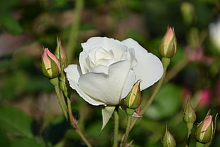 white Rose flower in closeup photography