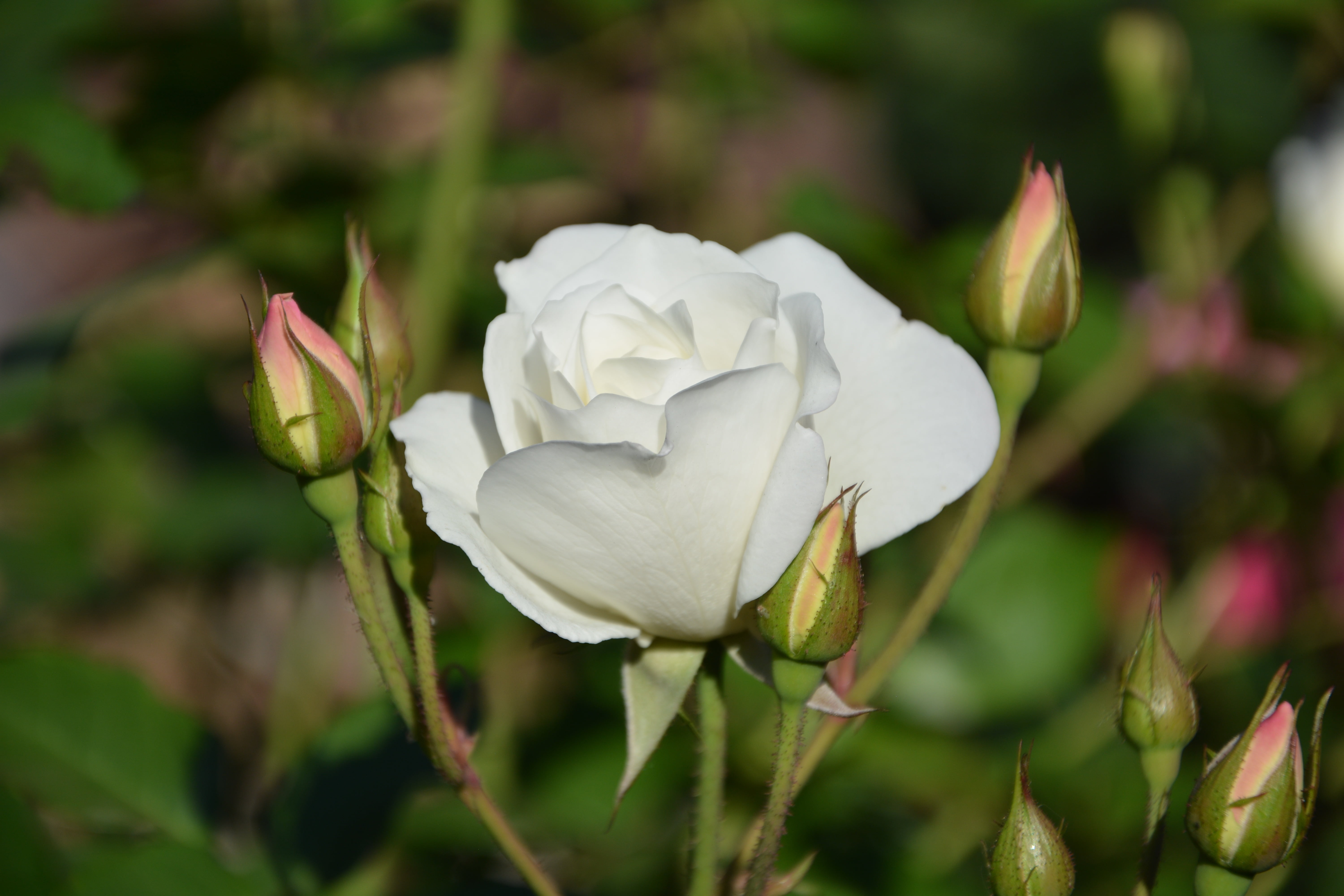 white Rose flower in closeup photography