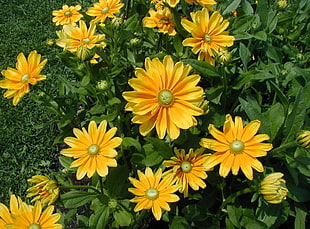 yellow calendula flowers in closeup photo