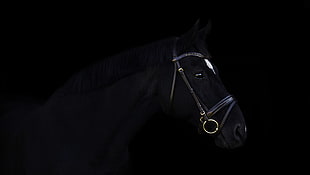 black horse, dark, horse, animals
