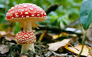 red mushrooms, nature