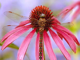 brown damsel dragonfly perching on pink flower in close-up photography
