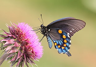 Spicebush butterfly on thistle flower during daytime, swallowtail