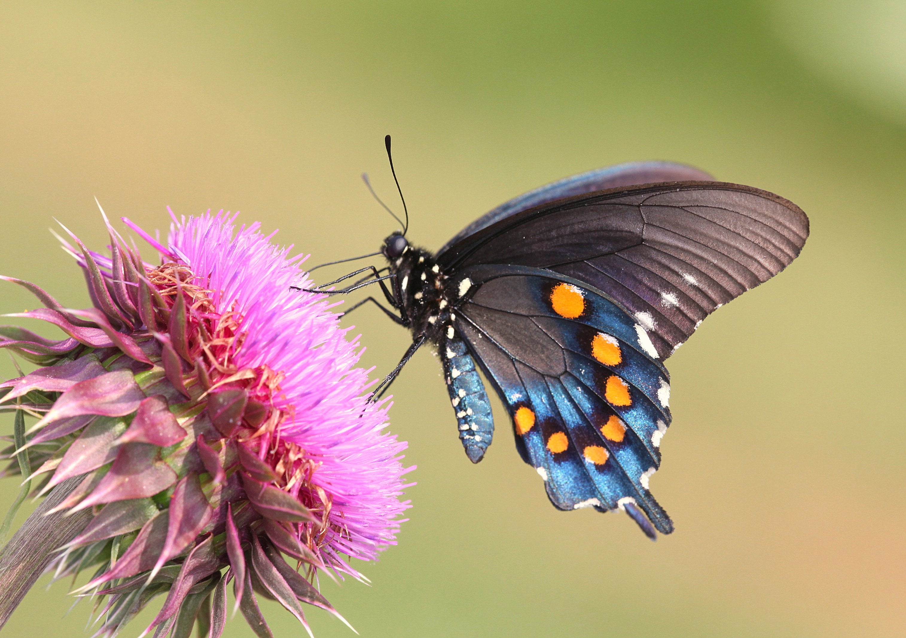 Spicebush butterfly on thistle flower during daytime, swallowtail